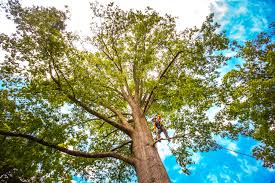 Leaf Removal in Winchester, IL