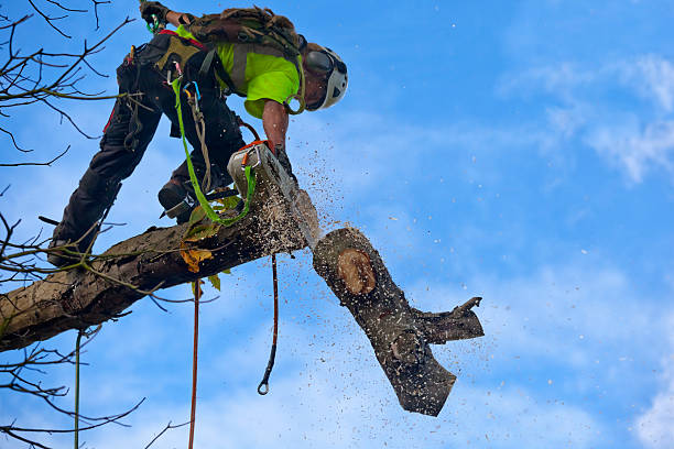 How Our Tree Care Process Works  in  Winchester, IL